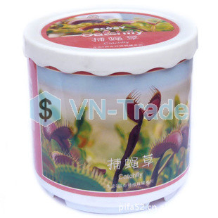 Cây Bắt Mồi Burmani 