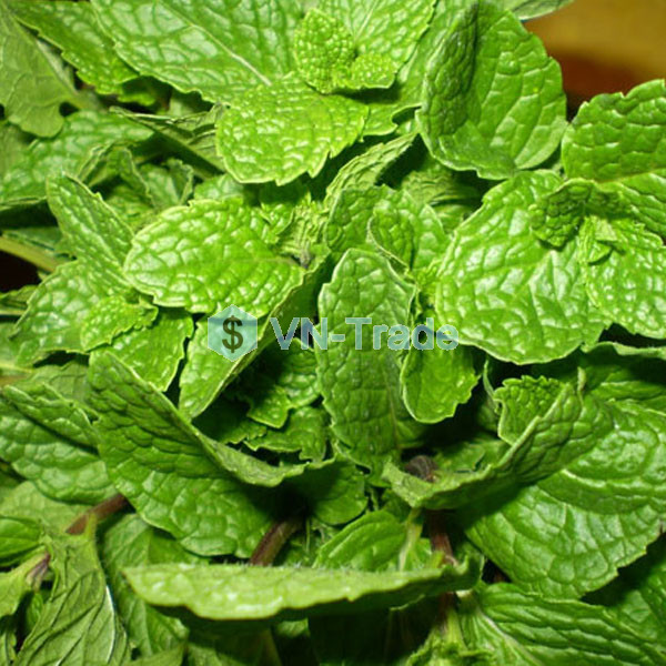 Bột Bạc Hà