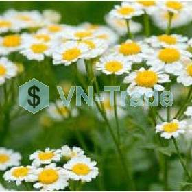 Chiết xuất hoa cúc la mã