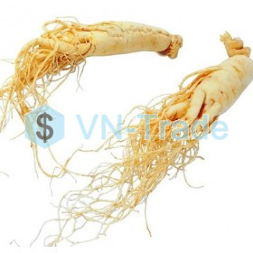 Chiết Xuất Nhâm Sâm