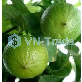 Tinh dầu bưởi chùm