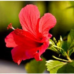 Chiết Xuất Dâm Bụt (Hibiscus Extract)