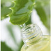 Chiết Xuất Nha Đam (Aloe vera Extract)
