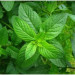 Tinh Dầu Bạc Hà (Peppermint Essential Oil)